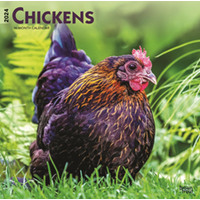 Chickens 2024 Square Calendar