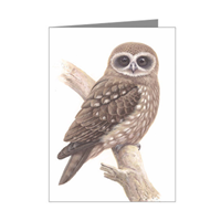 Boobook Owl Blank Card