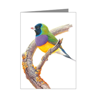 Gouldian Finch Blank Card