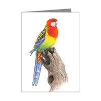 Jeremy Boot Eastern Rosella Blank Card
