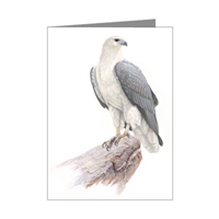 Sea Eagle Blank Card