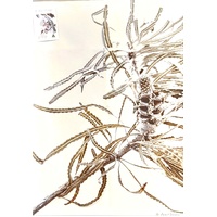De-Anne Strange Banksia Cotton Tea Towel