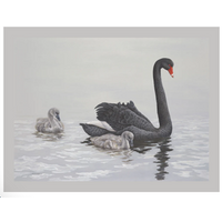 Jeremy Boot Black Swan Blank Card