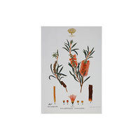 Maxwell & Williams Royal Botanic Garden Victoria Bottlebrush Cotton Tea Towel