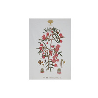 Royal Botanic Garden Victoria Boronia 50 x 70cm Tea Towel