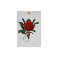 Maxwell & Williams Royal Botanic Garden Victoria Telopea Cotton Tea Towel