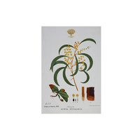 Maxwell & Williams Royal Botanic Gardens Victoria Wattle Cotton Tea Towel