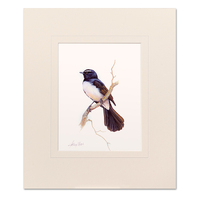 Willy Wagtail Mounted Print