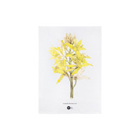 Maxwell & Williams Royal Botanic Gardens Yellow Australian Orchids 50 x 70cm Cotton Tea Towel