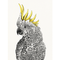 Giclée 210 x 210 Sulphur-crested Cockatoo Print - Unframed