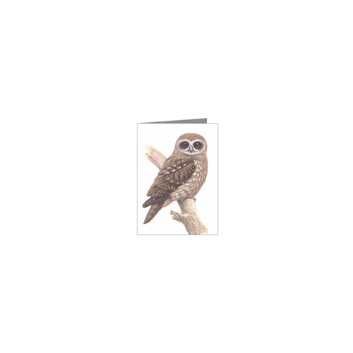 Boobook Owl Blank Card