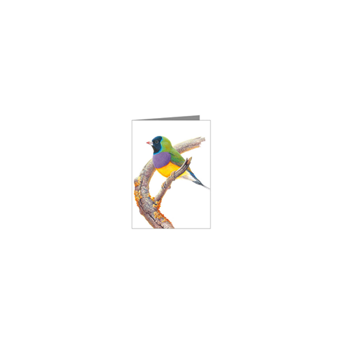 Gouldian Finch Blank Card