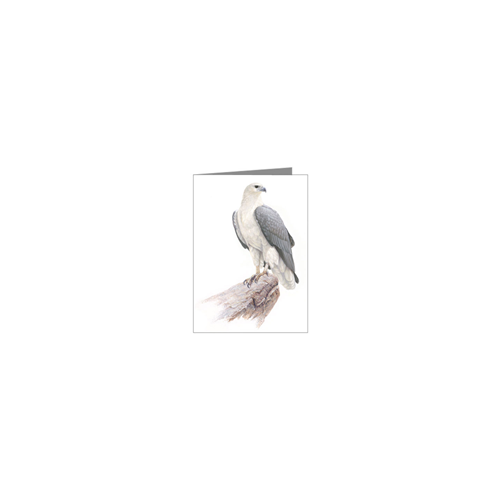 Sea Eagle Blank Card