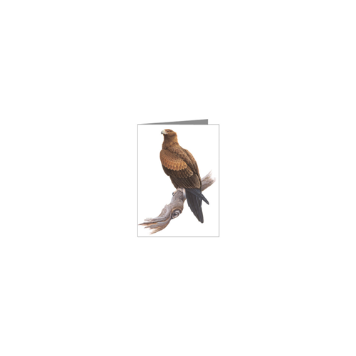 Wedge-tailed Eagle Blank Card