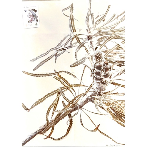 De-Anne Strange Banksia Cotton Tea Towel
