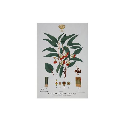 Royal Botanic Garden Victoria Flowering Gum 50 x 70cm Tea Towel