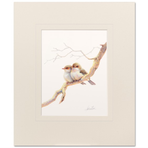Young Blue Wrens Mounted Print