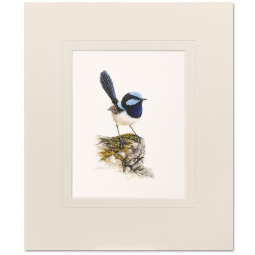 Blue Wren Mounted Print